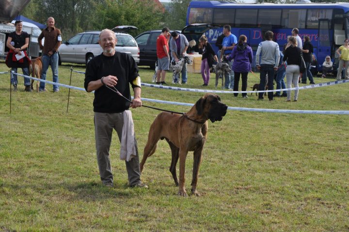 Falko vom Palloma's Vallee