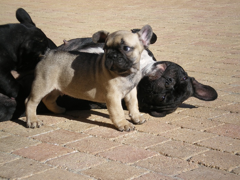 CHIOTS  FIESTA 2012