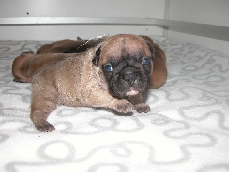 vom Palloma's Vallee - Bouledogue français - Portée née le 13/09/2014